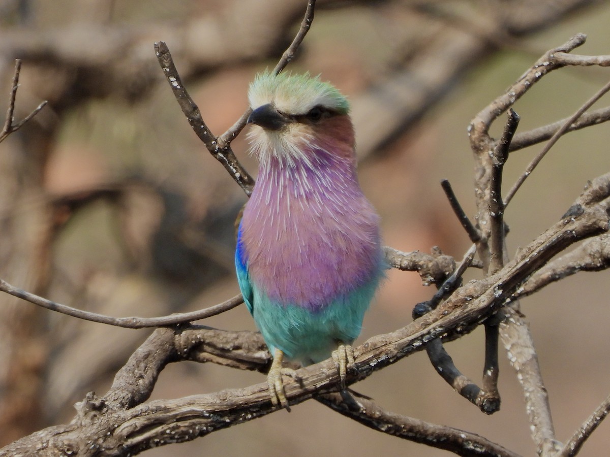 Lilac-breasted Roller - ML622602920