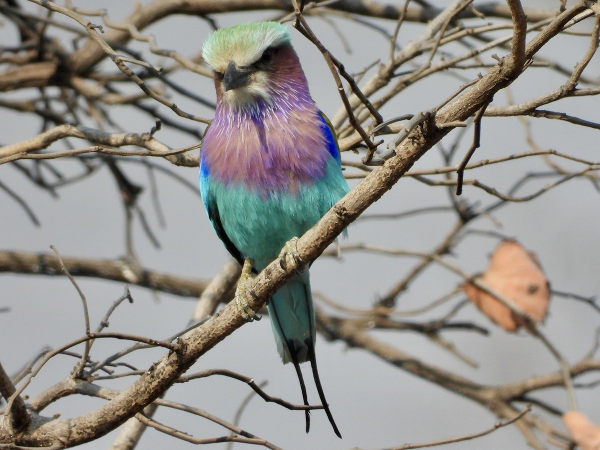 Lilac-breasted Roller - ML622602921