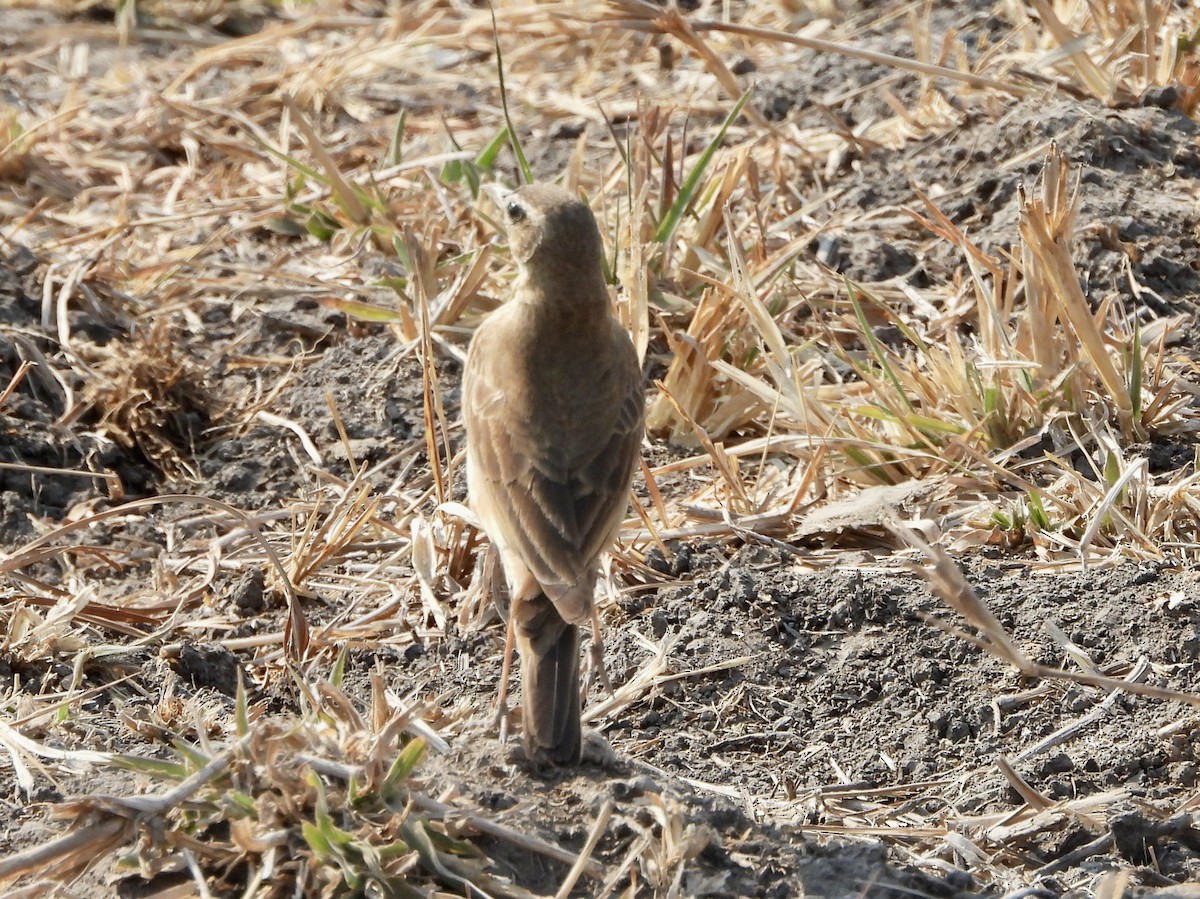 Plain-backed Pipit - ML622602922