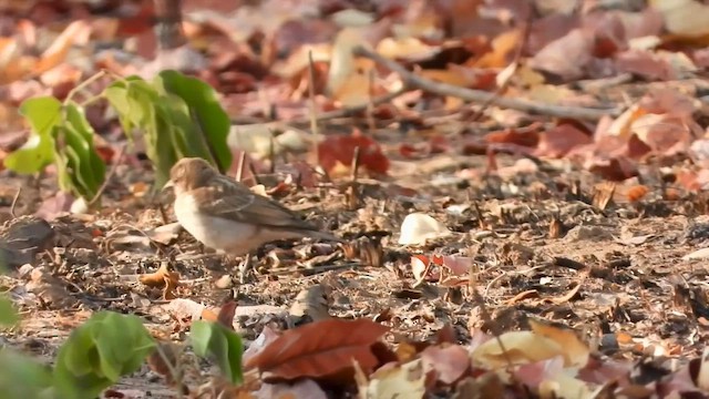 Yellow-throated Bush Sparrow - ML622602956