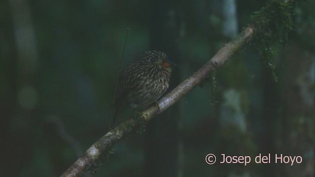 White-chested Puffbird - ML622603032