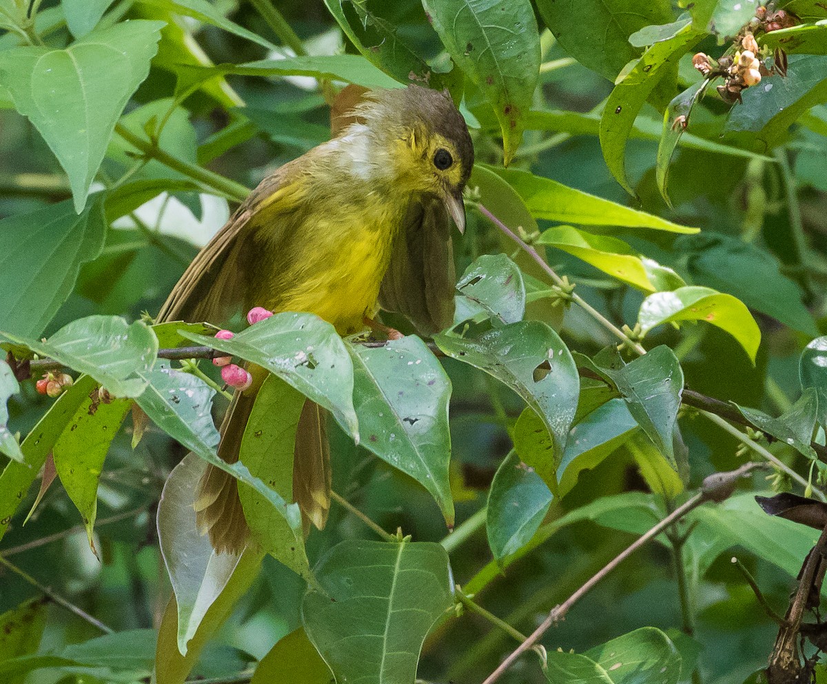 Hairy-backed Bulbul - ML622603043