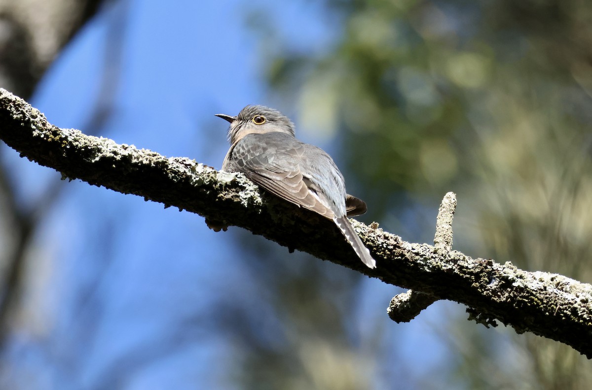 Fan-tailed Cuckoo - ML622603065