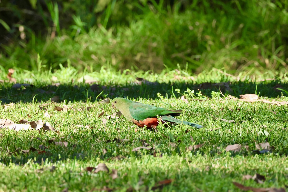 Australian King-Parrot - ML622603071