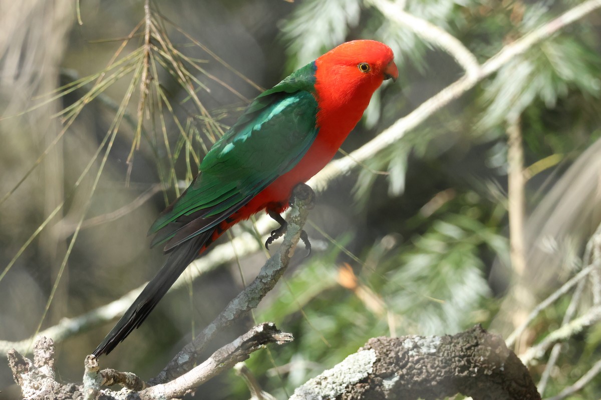 Australian King-Parrot - ML622603072