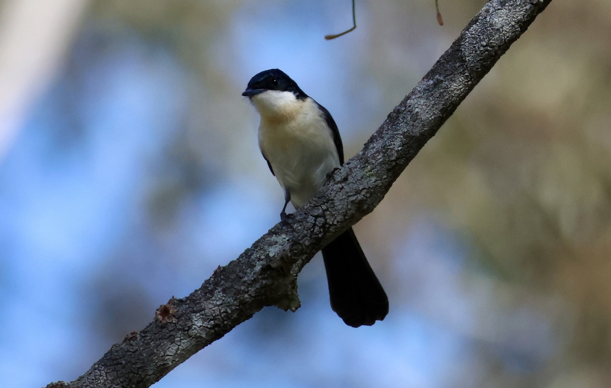 Restless Flycatcher - ML622603086