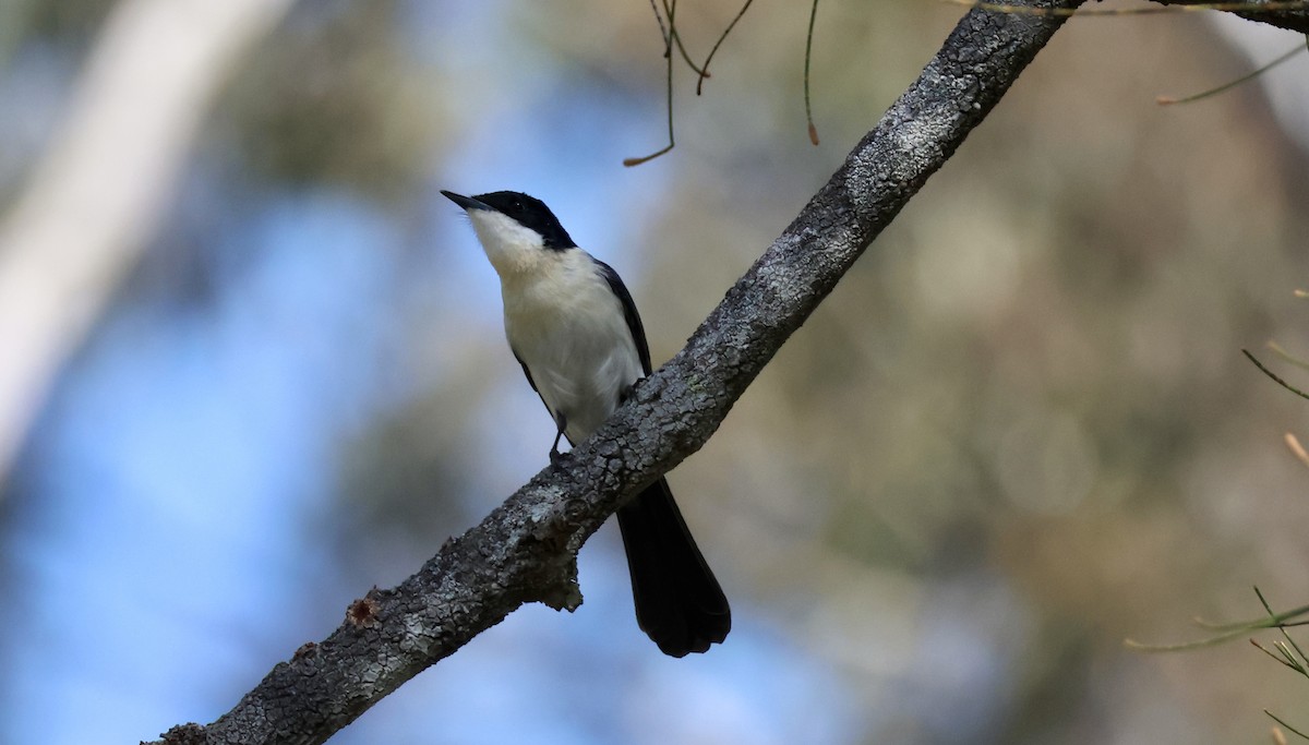 Restless Flycatcher - Kerr Brad