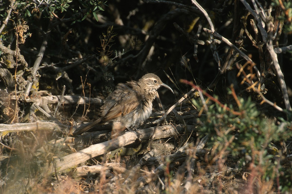 Scale-throated Earthcreeper - ML622603091