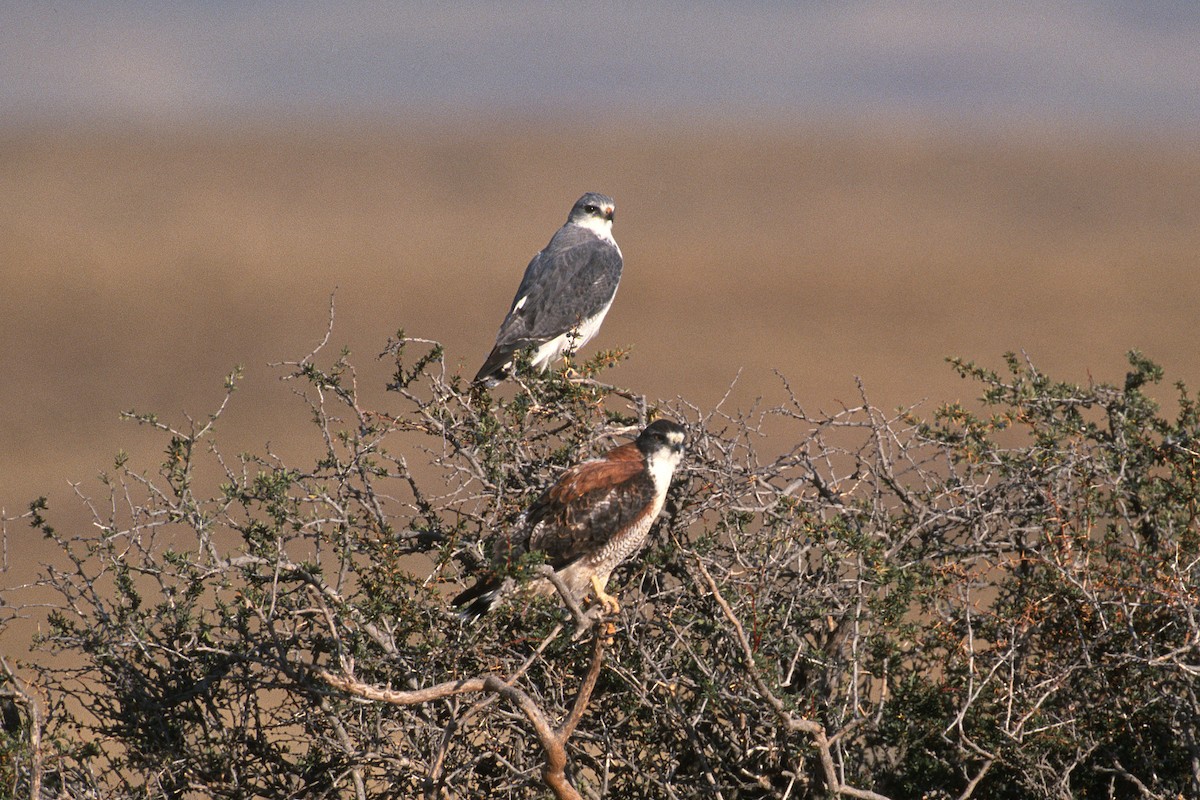 Variable Hawk (Red-backed) - ML622603096