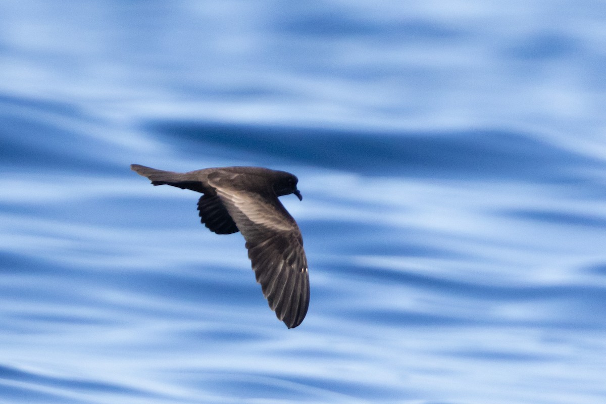 Swinhoe's Storm-Petrel - ML622603103