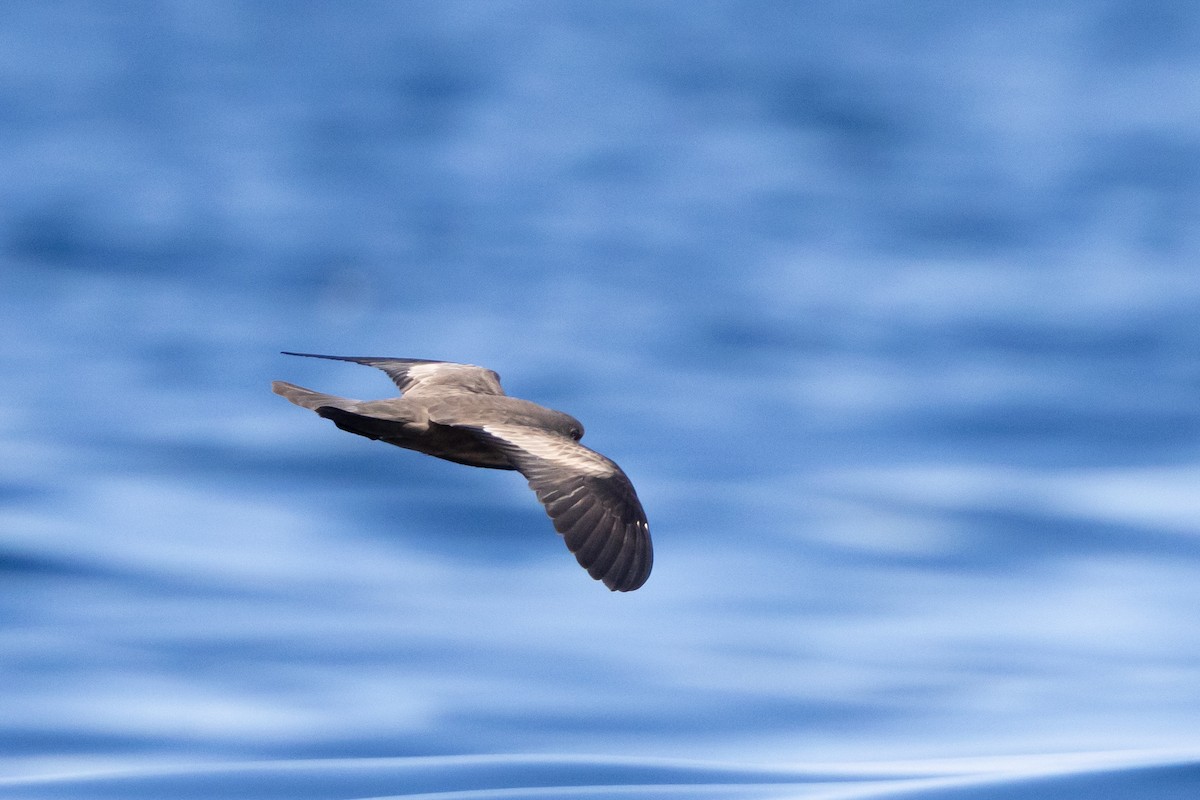 Swinhoe's Storm-Petrel - ML622603104