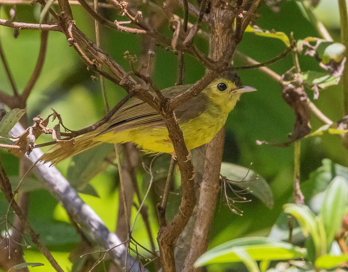 Hairy-backed Bulbul - ML622603147