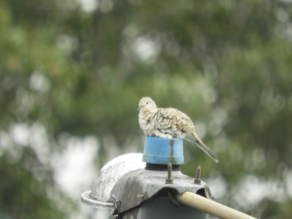 Scaled Dove - ML622603155