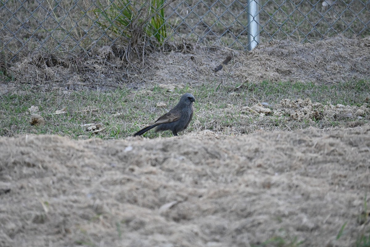 Apostlebird - Hitomi Ward