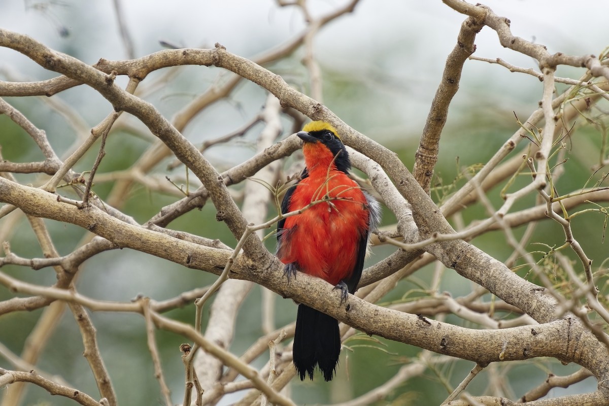 Yellow-crowned Gonolek - ML622603213