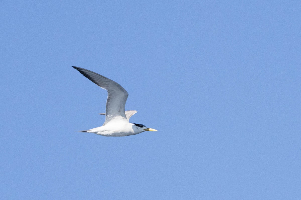 Great Crested Tern - ML622603220