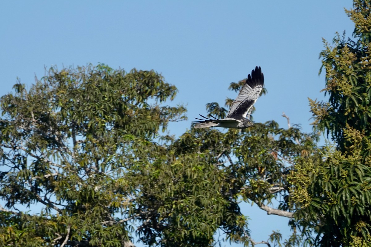 Malagasy Harrier - Daniel Blok 🦤