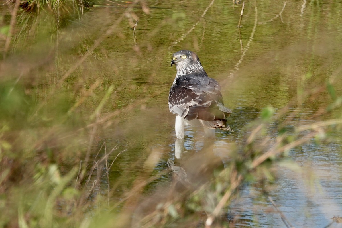 Malagasy Harrier - Daniel Blok 🦤