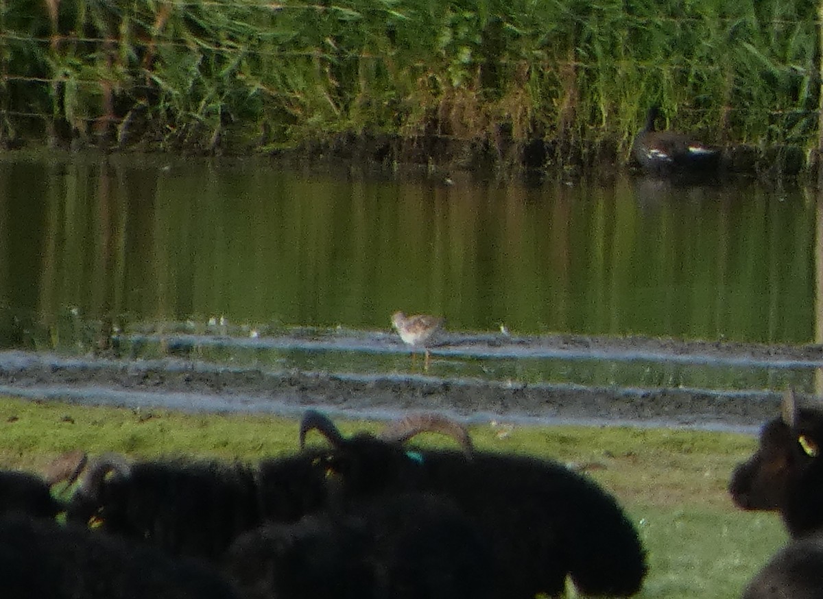 Petit Chevalier - ML622603364