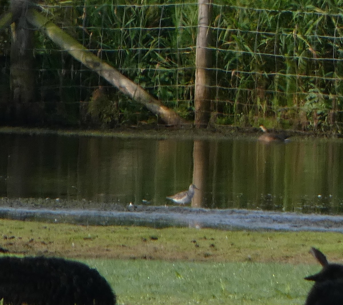 Petit Chevalier - ML622603365