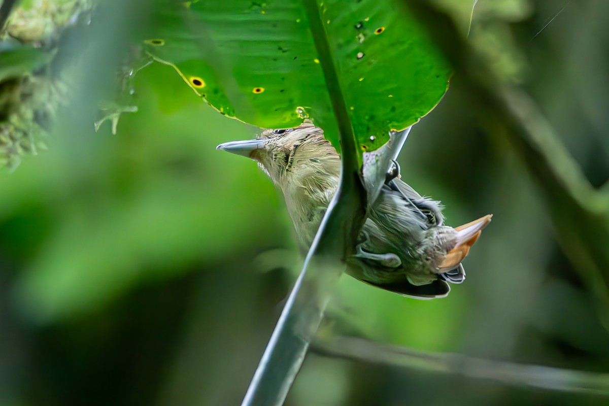 Russet Antshrike - Yonatan Gordon