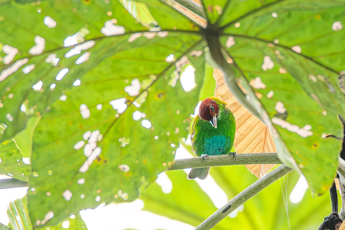 Rufous-winged Tanager - ML622603430