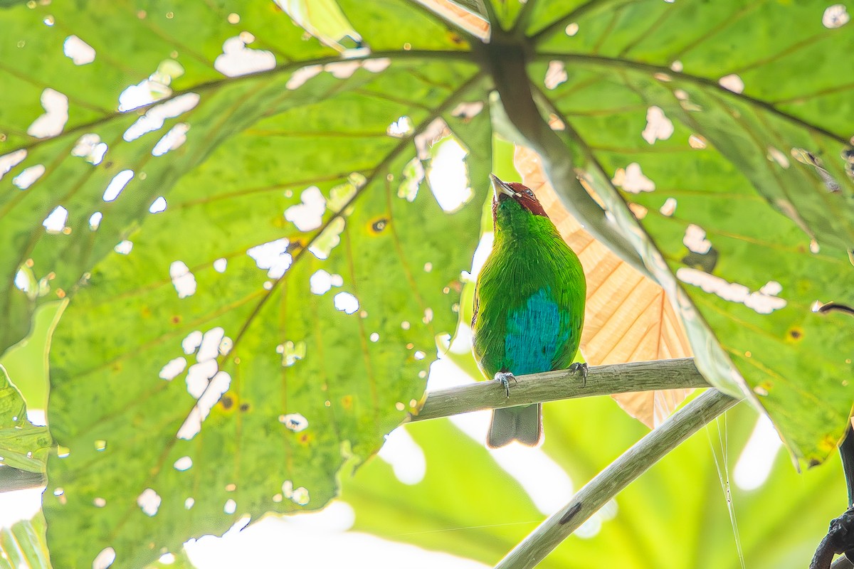 Rufous-winged Tanager - ML622603431