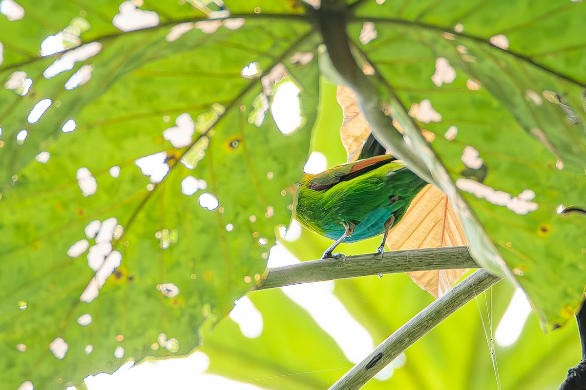 Rufous-winged Tanager - ML622603432