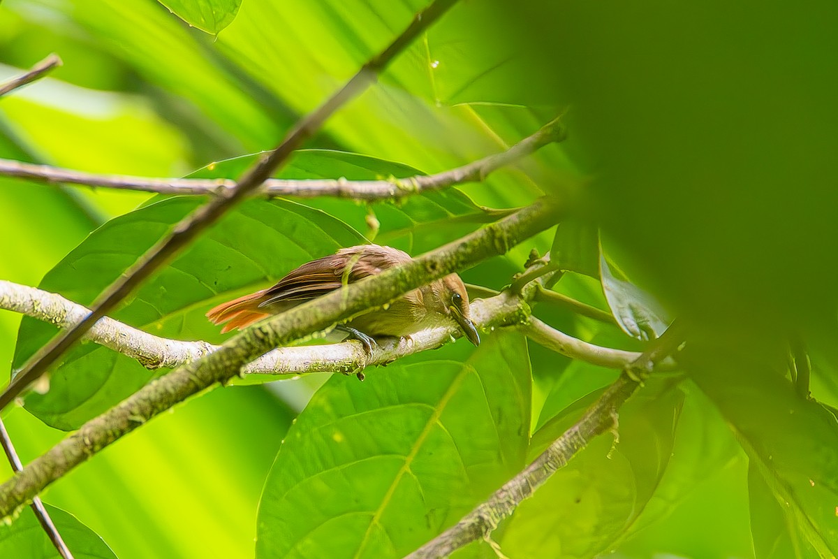 Russet Antshrike - ML622603434