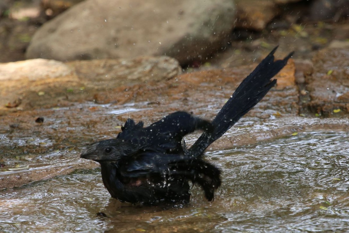 Groove-billed Ani - ML622603470