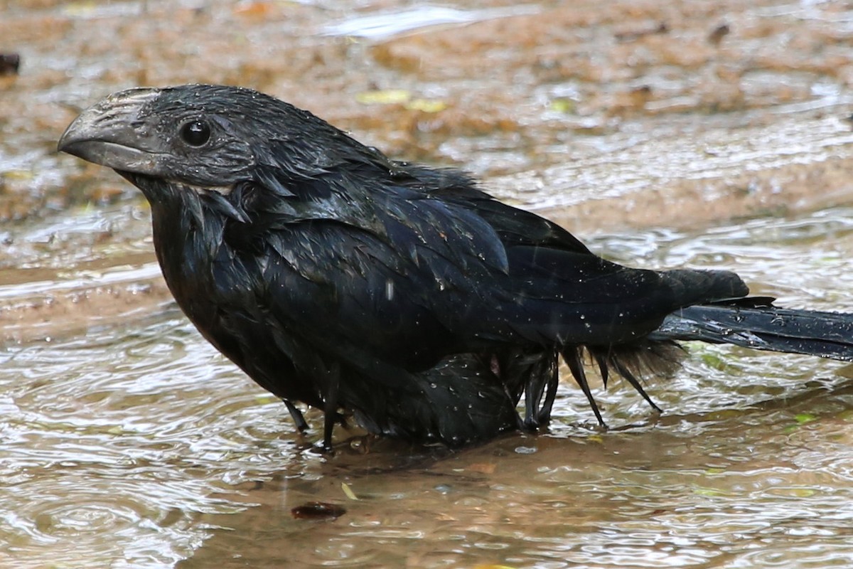 Groove-billed Ani - ML622603471