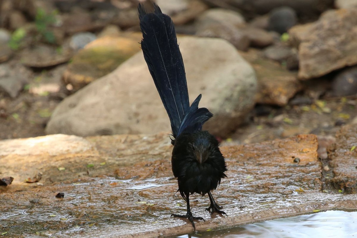 Groove-billed Ani - ML622603472