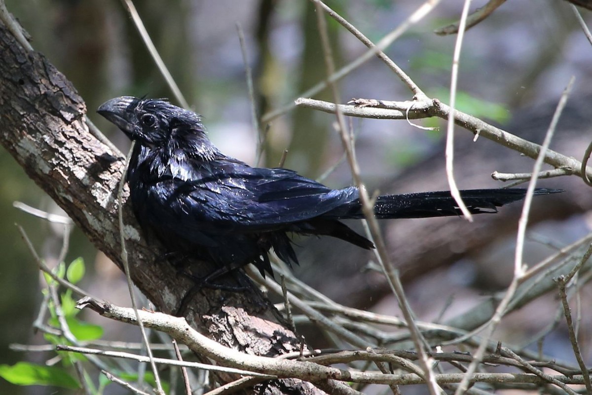 Groove-billed Ani - ML622603473