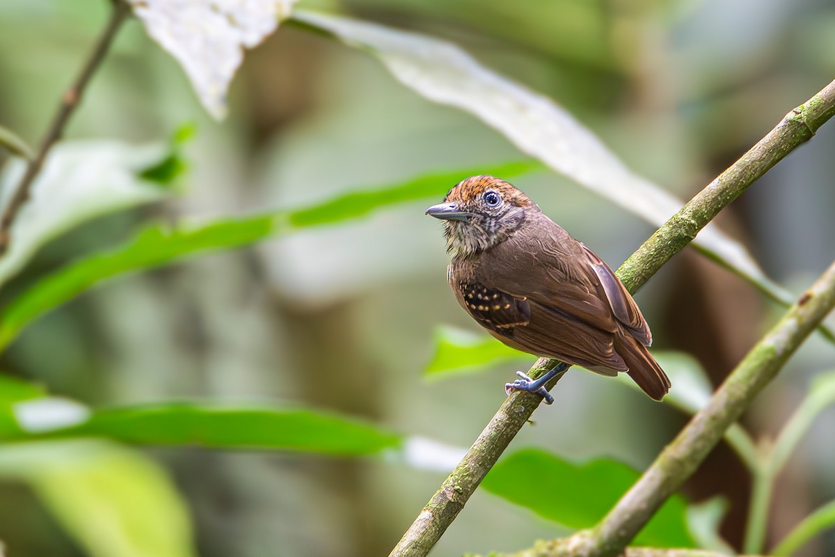 Streak-crowned Antvireo - ML622603482