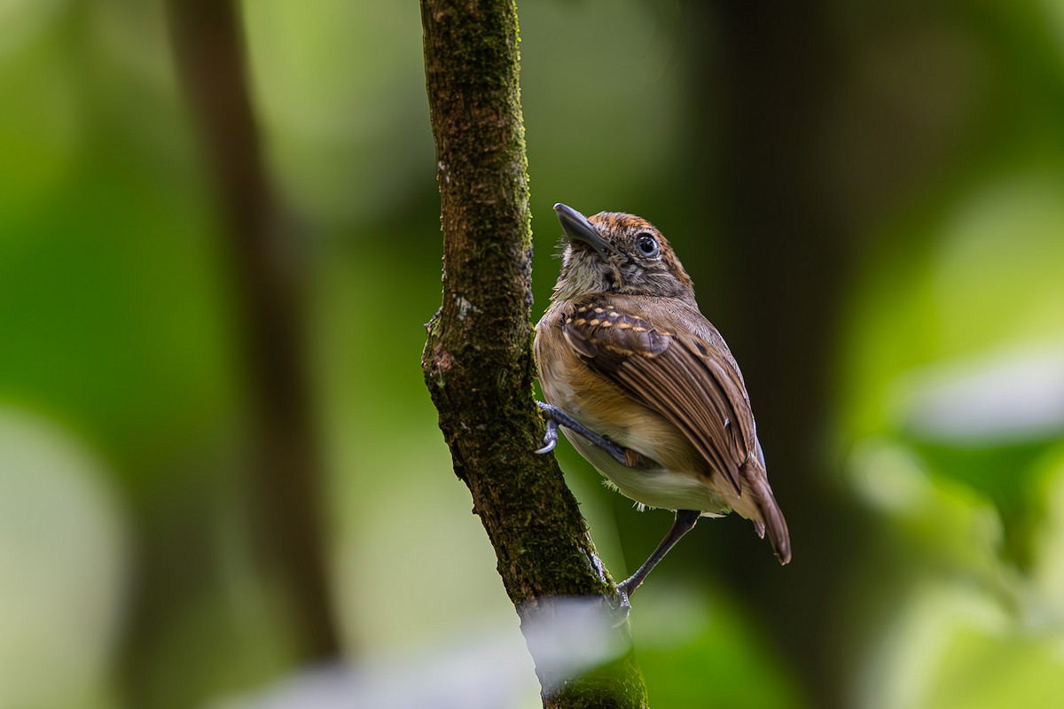 Streak-crowned Antvireo - ML622603483