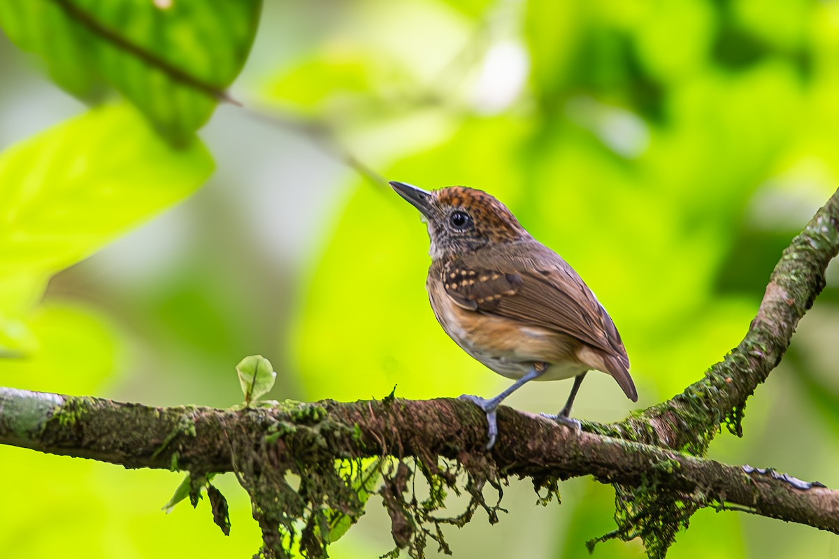 Streak-crowned Antvireo - ML622603484