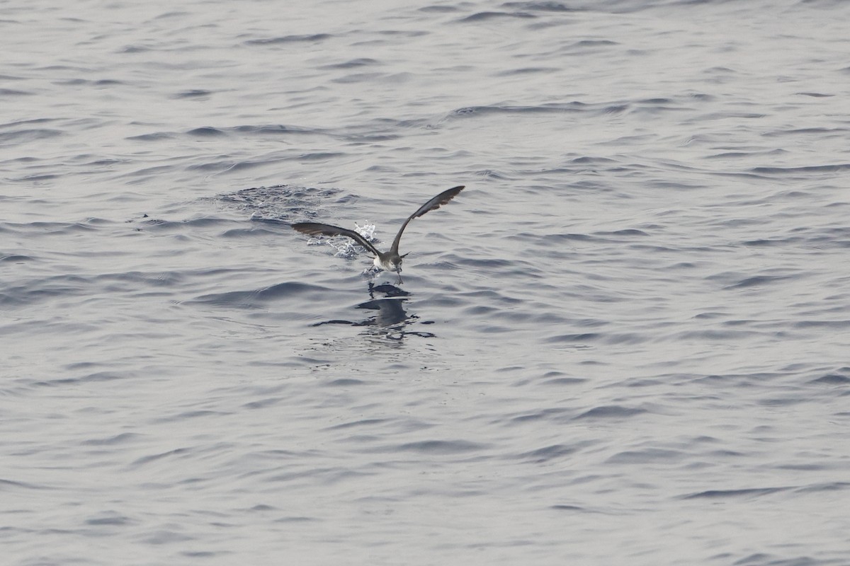 Boyd's Shearwater - ML622603518
