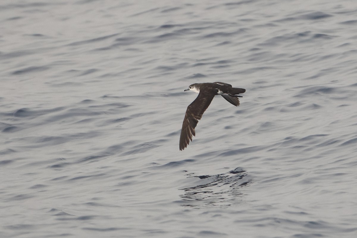 Boyd's Shearwater - ML622603520