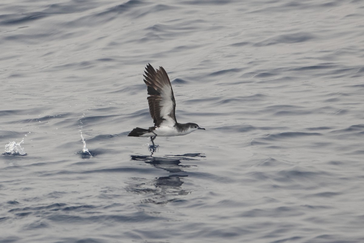 Boyd's Shearwater - ML622603523