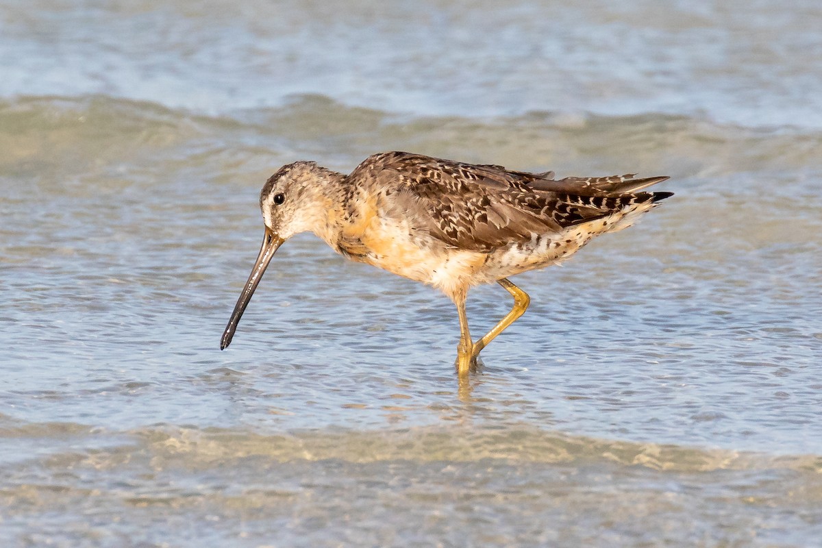 Short-billed Dowitcher - Gerard Cachon