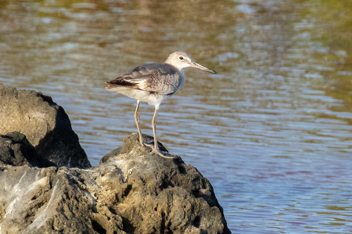 Willet - ML622603538