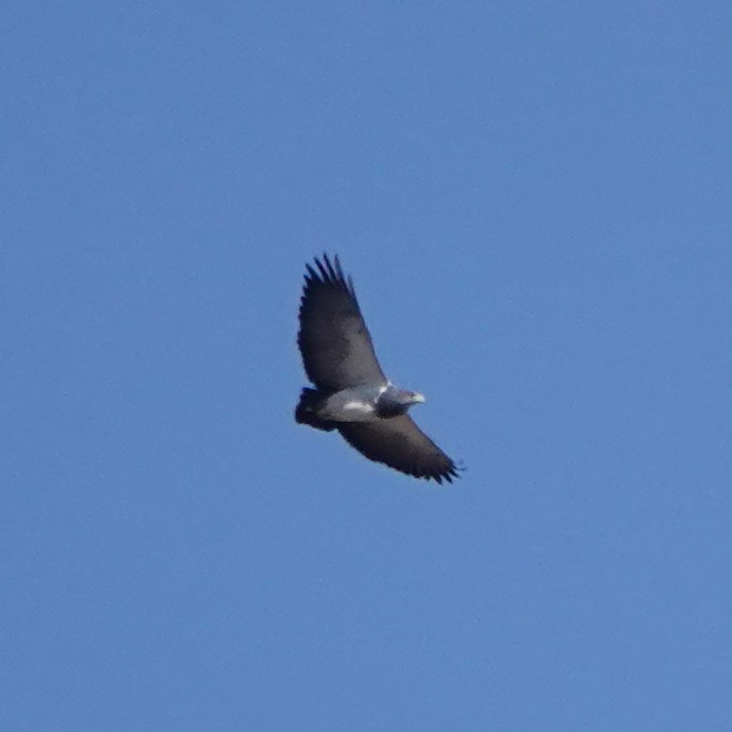 Black-chested Buzzard-Eagle - ML622603540