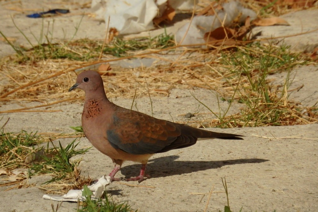 Laughing Dove - ML622603549