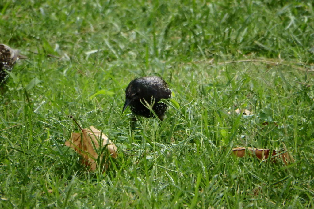 European Starling - ML622603557