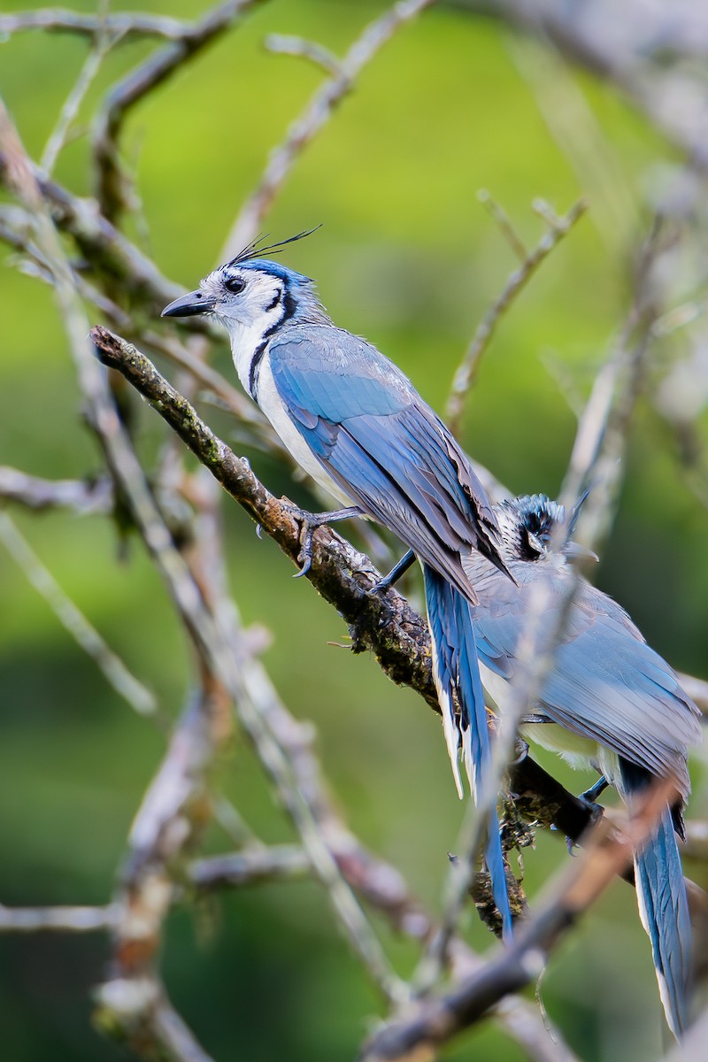 White-throated Magpie-Jay - ML622603558