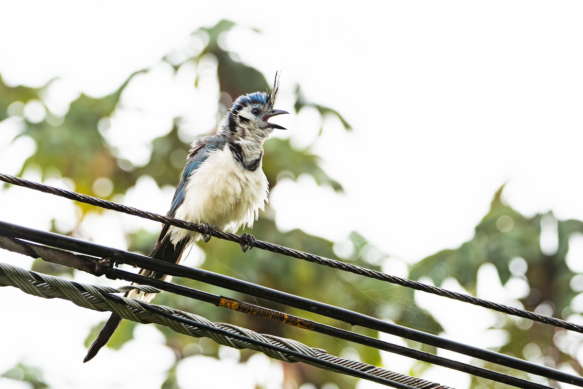 White-throated Magpie-Jay - ML622603568