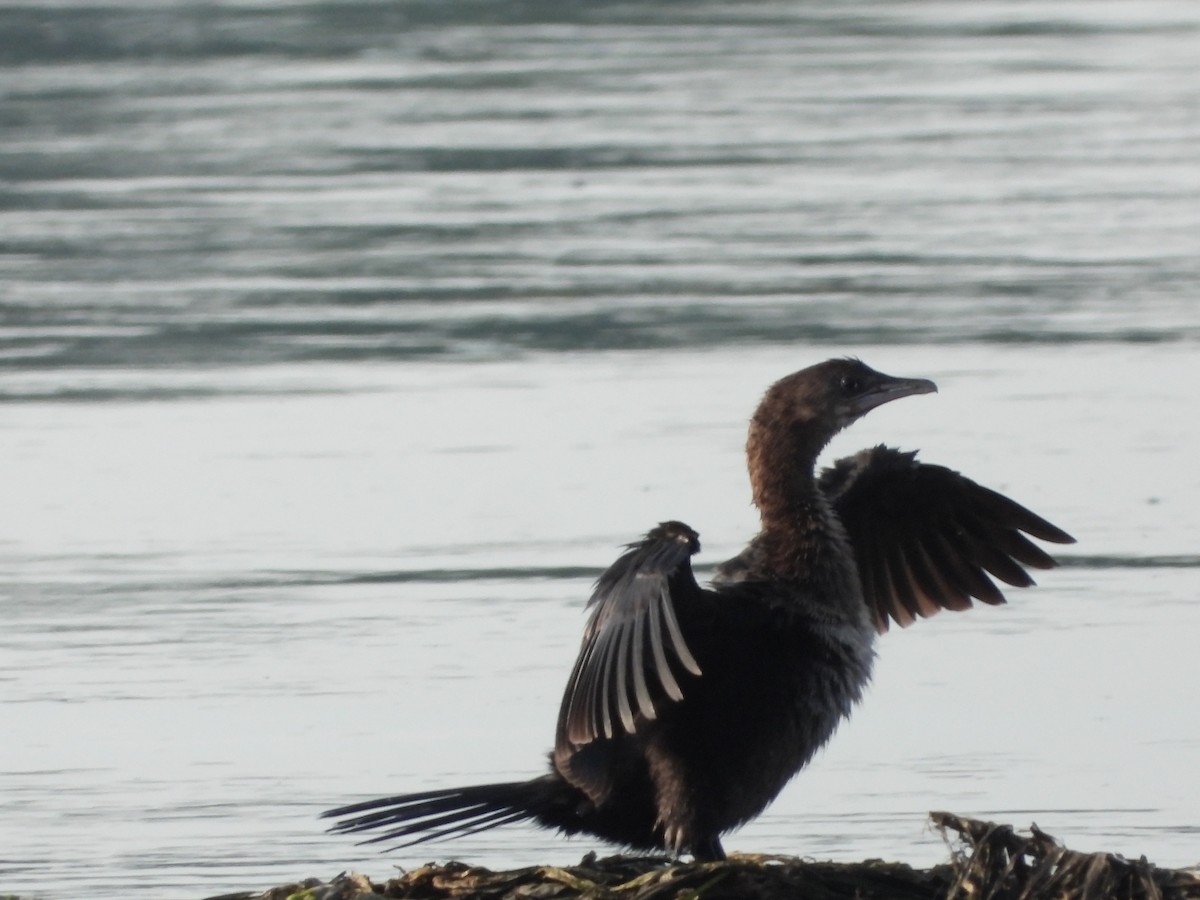 Pygmy Cormorant - ML622603606