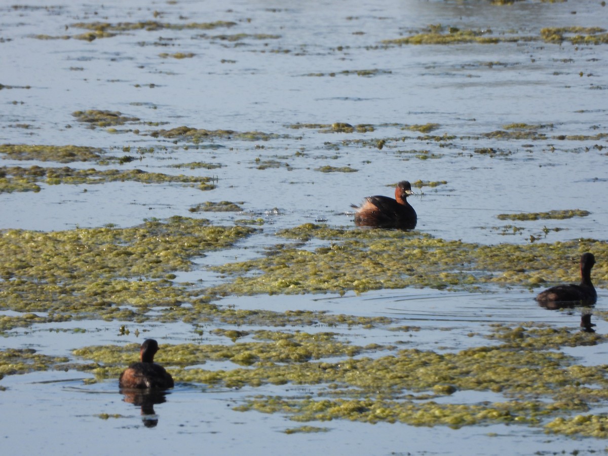 Little Grebe - ML622603614