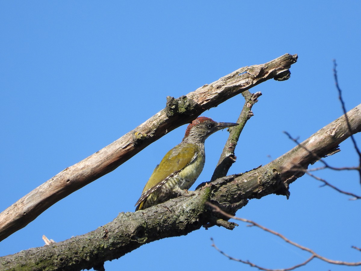 Eurasian Green Woodpecker - ML622603629