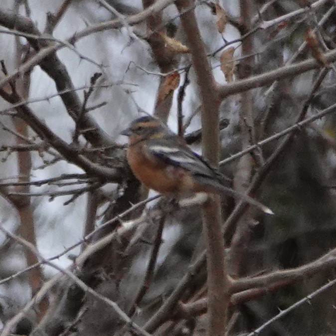 Cinnamon Warbling Finch - ML622603695